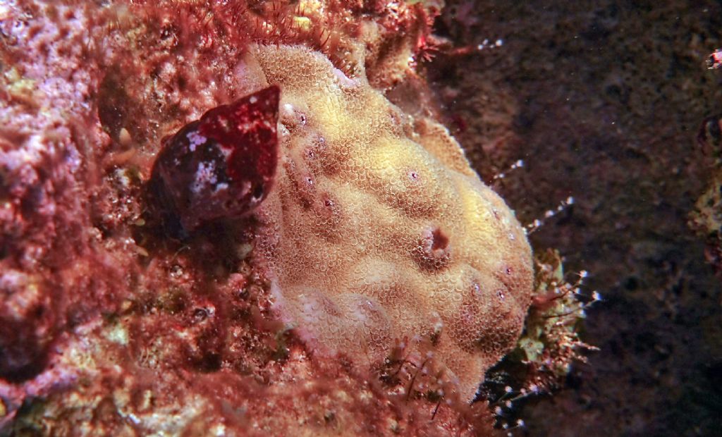 Gasteropode marino da Cuba